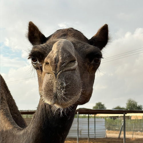 Abu Dhabi Desert Safari - Aakash Aggarwal's review images