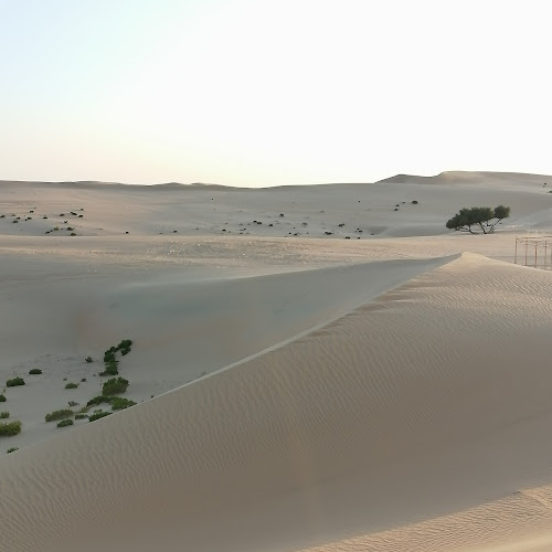 Abu Dhabi Desert Safari - Adel Alshammeri's review images