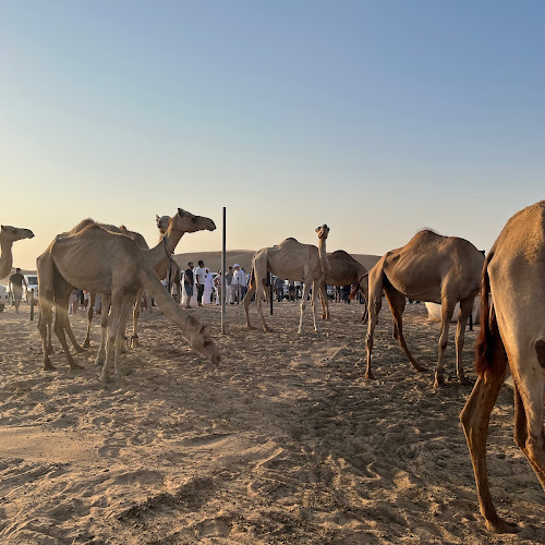Abu Dhabi Desert Safari - Ali Beydoun's review images