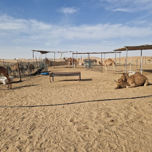 Abu Dhabi Desert Safari - Andrej Krcek's review images