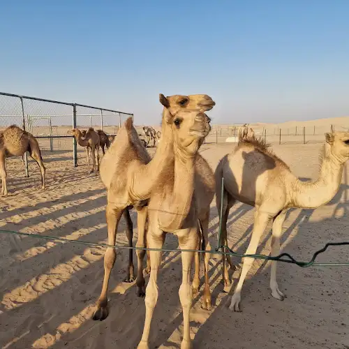 Abu Dhabi Desert Safari - Craig Whalley's review images