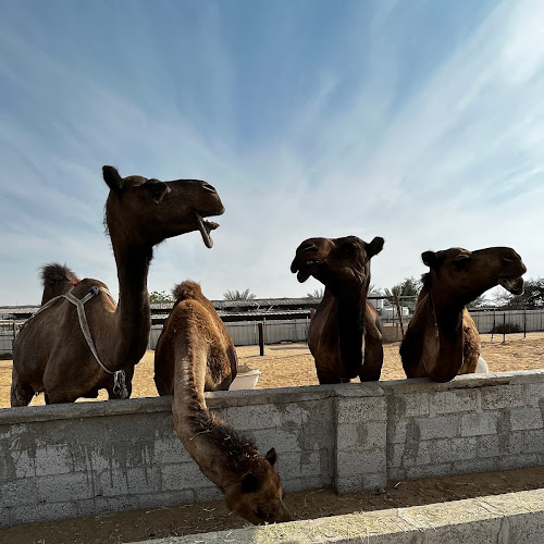 Abu Dhabi Desert Safari - Eleonora SABA's review images