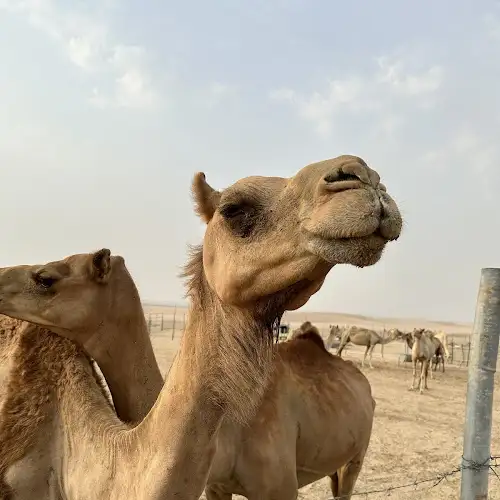 Abu Dhabi Desert Safari - GKM GKM's review images