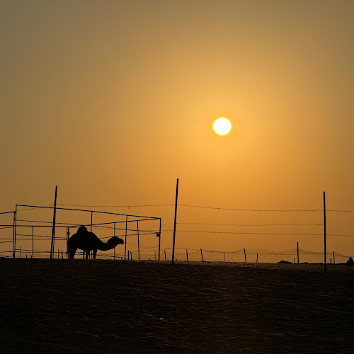 Abu Dhabi Desert Safari - Кирил Колев's review images