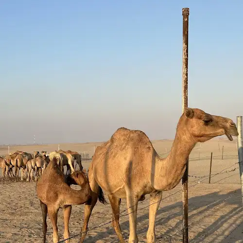 Abu Dhabi Desert Safari - Luca Kozak's review images