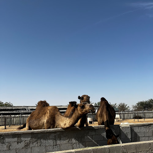 Abu Dhabi Desert Safari - Rachael Iskandar's review images