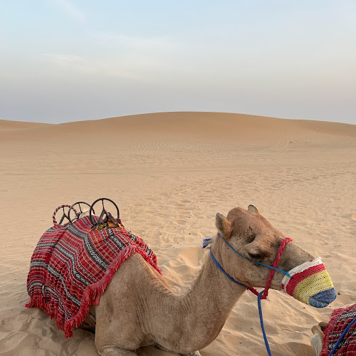 Abu Dhabi Desert Safari - 이수영's review images