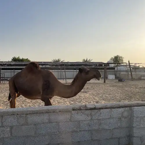 Abu Dhabi Desert Safari - Xinhao Liu's review images